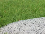 Metallääris